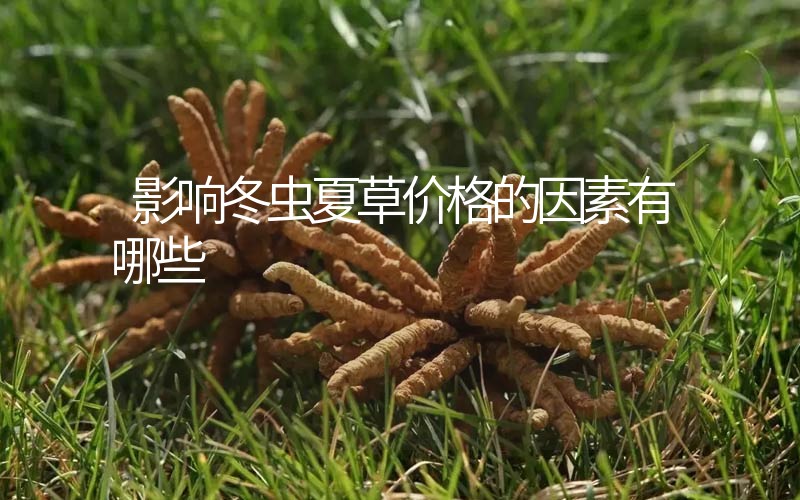 影響冬蟲(chóng)夏草價(jià)格的因素有哪些？