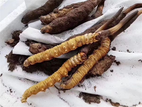 鮮冬蟲夏草的4種食用方式 鮮冬蟲夏草有更高的活性成分和營養(yǎng)價(jià)值