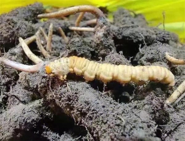 冬蟲夏草不是植物 是一種真菌復合體結構